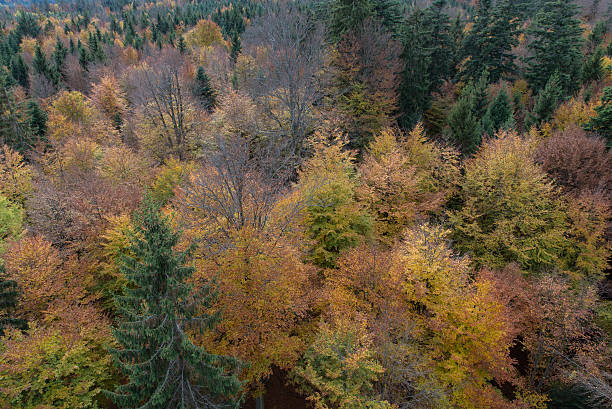 istock high angle shot of black forest 517134652