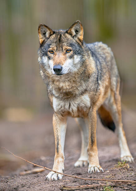 istock Full body image of a  Grey Wolf 517134766