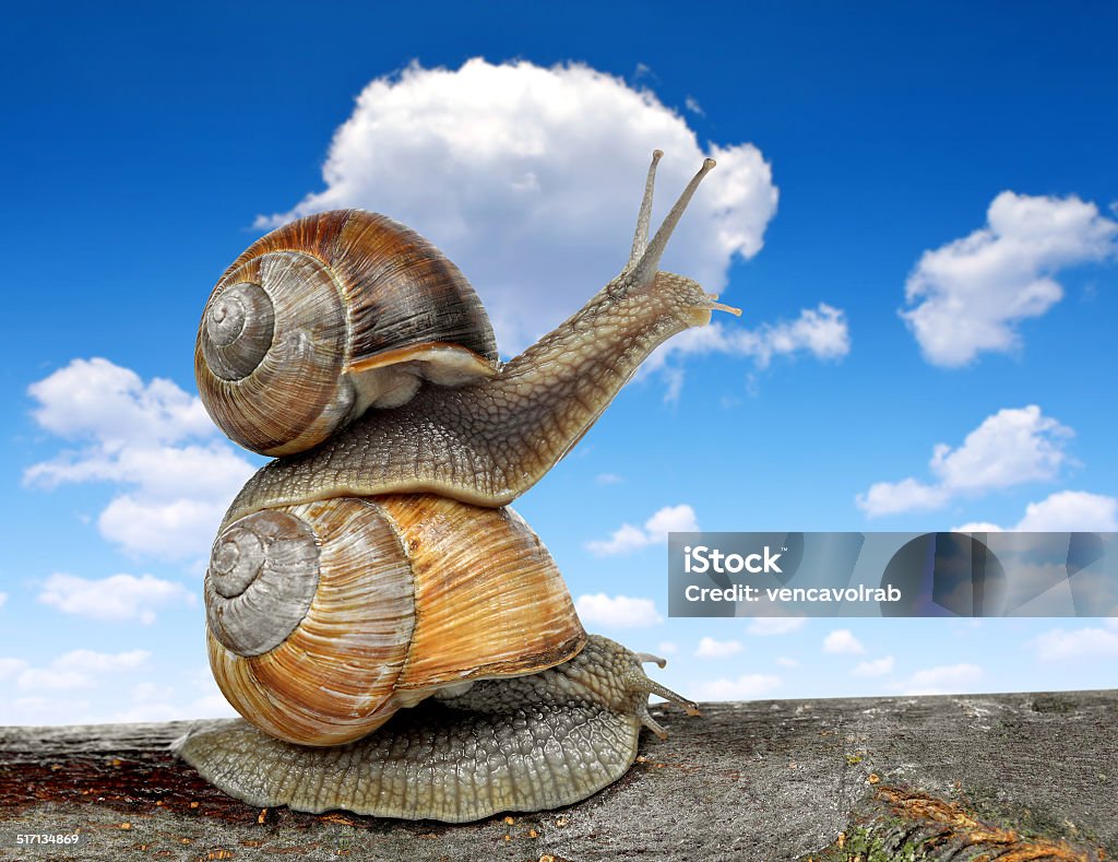 Garden snail Garden snail (Helix aspersa)  Animal Stock Photo