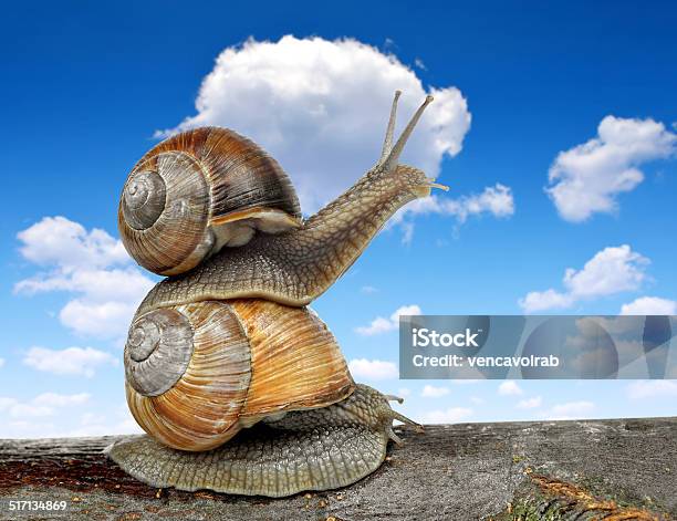 Garden Snail Stock Photo - Download Image Now - Animal, Animal Shell, Close-up