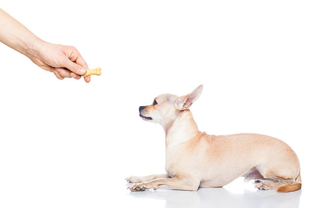 istock dog treat 517134914