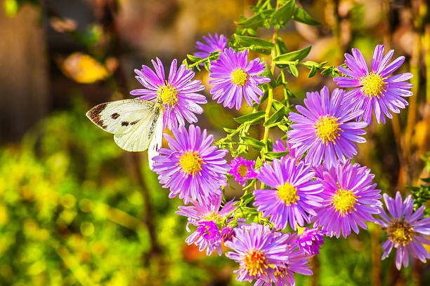 istock White  butterfly on lilac autumn asters 517134963