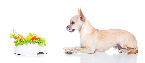 お腹の犬、ボウル - dog vegetable carrot eating ストックフォトと画像