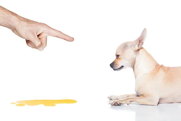 chihuahua dog being punished for urinate or pee  at home by his owner, isolated on white background