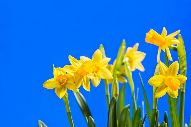 miniature jonquilles contre un ciel bleu - spring daffodil flower sky photos et images de collection