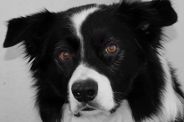 Border-collie starring at the camera