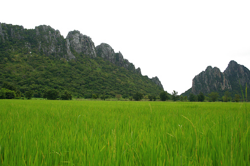 beautifful rice fields in thailand