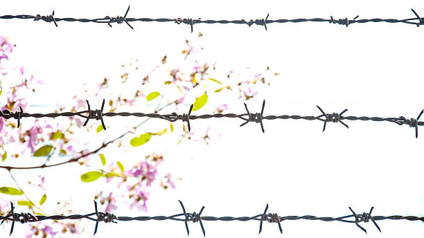 istock barbed wire fence with flower background 517135401