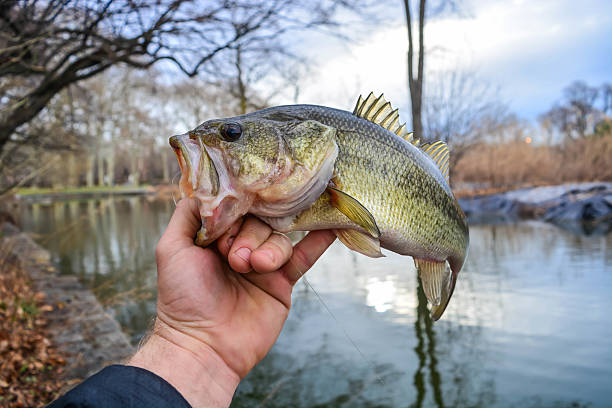 istock Morning bass cought from shore 517135510