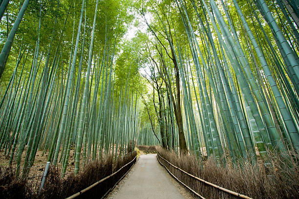 istock Bamboo Forest, kyoto Japan 517135701