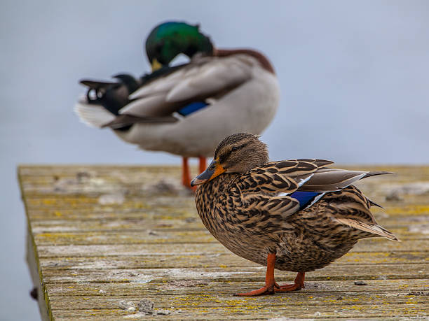 istock Couple of Wild duck 517136036