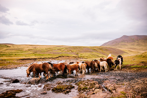 Two Icelandic ponies drink from a river, Western Iceland. 