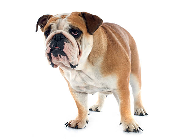 istock english bulldog 517149639
