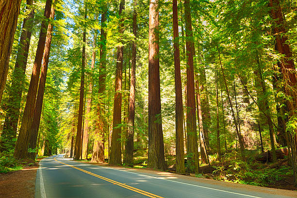 istock Road through Redwood National Park 517149795