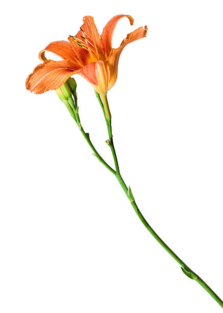 istock flowers lily isolated on white background 517150131