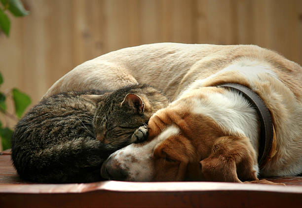istock Kitten and dog resting together 517150209