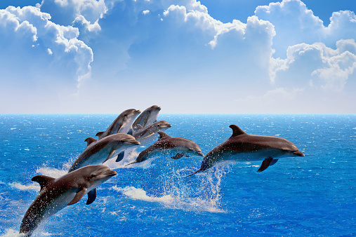Jumping dolphins, blue sea and sky, white clouds