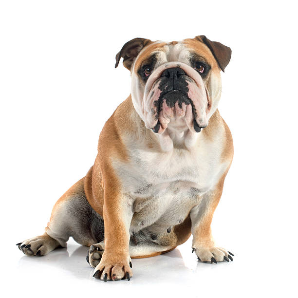 english bulldog english bulldog in front of white background bulldog stock pictures, royalty-free photos & images
