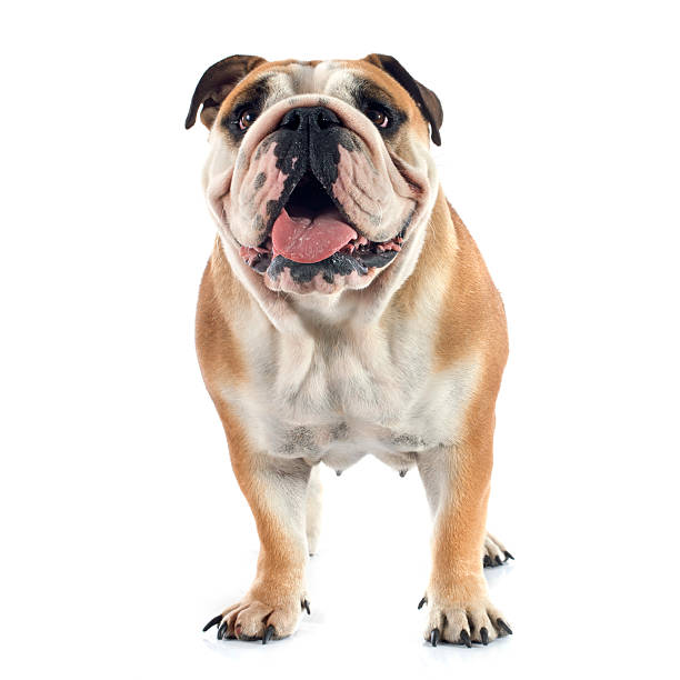 istock english bulldog 517151145