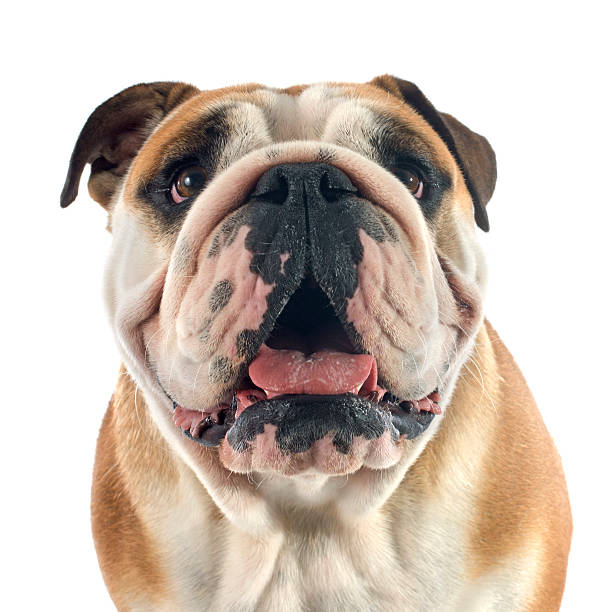 istock english bulldog 517151147