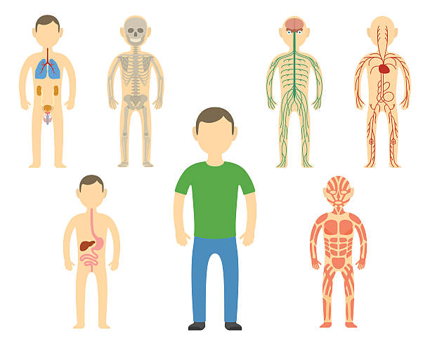 мультяшный человек тело анатомия. - human cardiovascular system blood flow human vein body stock illustrations