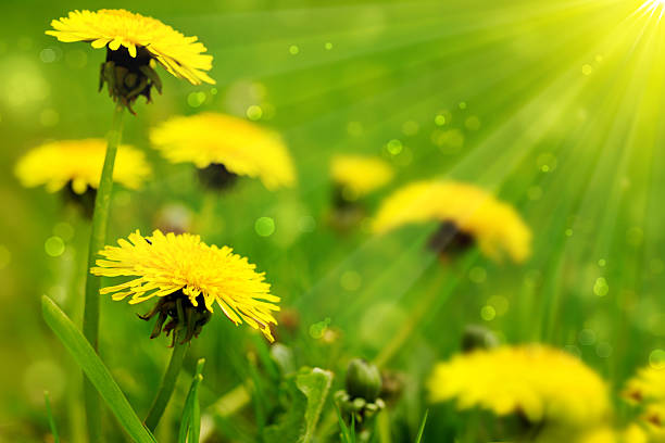 istock Yellow dandelion flowers . 517151648
