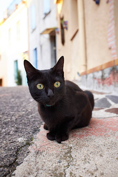 istock Black cat in street 517151743