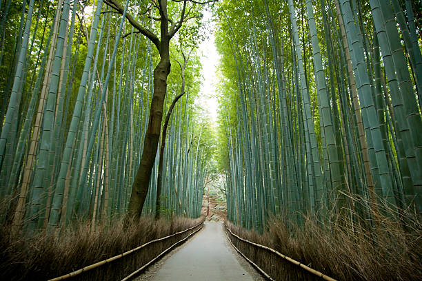 istock Bamboo Forest, kyoto Japan 517152277