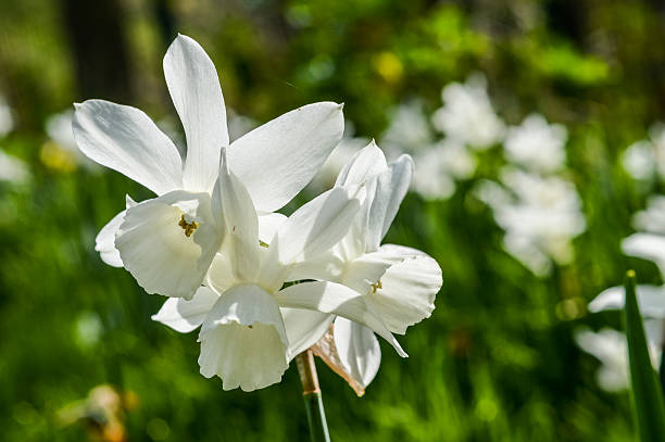 narcissus'thalia'- triandrus narzisse - spring paperwhite narcissus flower temperate flower stock-fotos und bilder