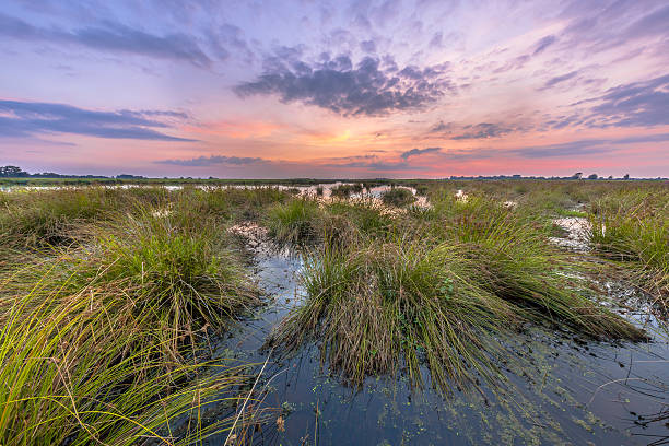 istock Marsh landscape with pastel colors 517152836