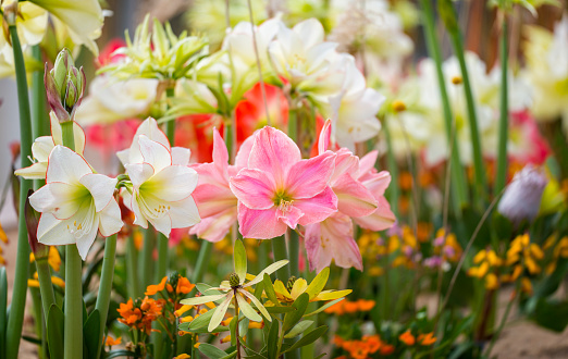 Amaryllis flowerbed