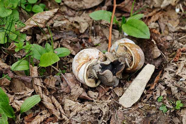 istock big snails in the wild 517153046