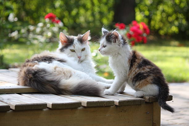 istock Adorable kitten resting with his mother 517153133