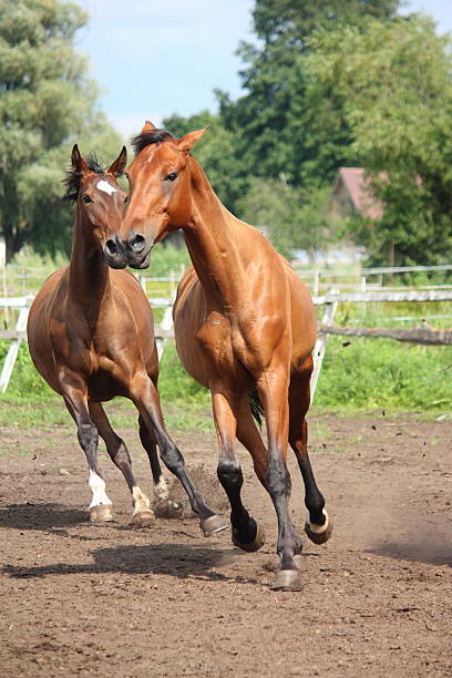 istock Horse herd running free at the field 517153151