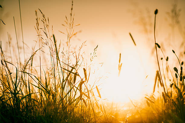 istock Wildflowers in meadow during sunrise 517153752