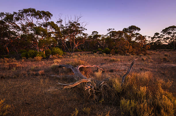 istock Dry dead tree in Australian remote bush outback at sunrise 517154086