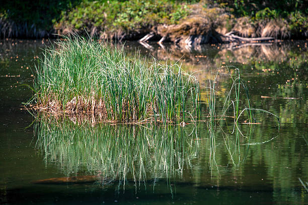 istock Tarn Vrbicke pleso, Slovakia 517154473