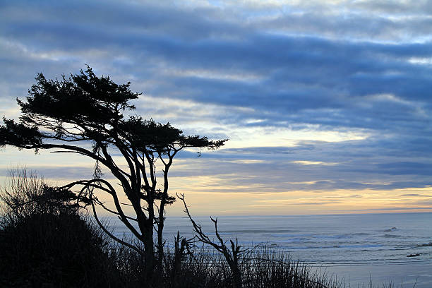 istock Windswept Trees Silhouetted Against a Cloudy Sunset at the Beach 517154608