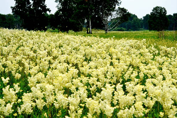 Flowerses of the steppes stock photo