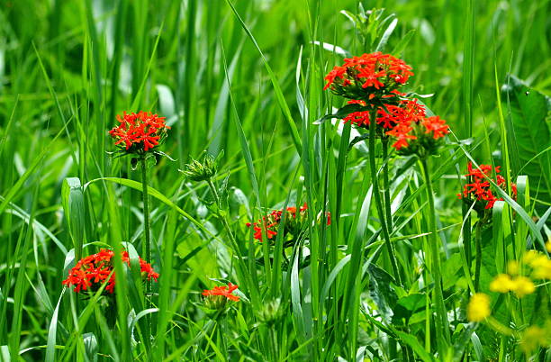Flowerses of the steppes stock photo