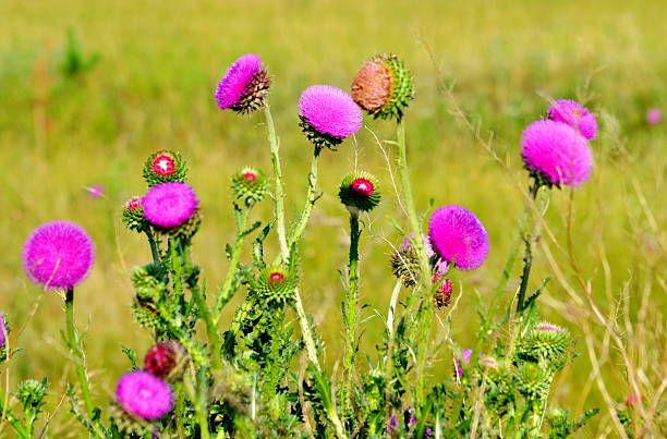Flowerses of the steppes stock photo