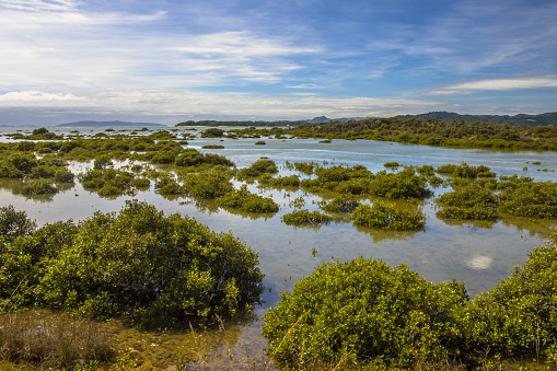 Endemic New Zealand Mangrove Species in an Estuary