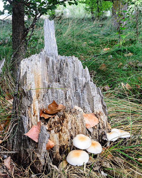 istock Wild mushrooms in autumn 517154795