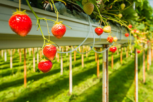 istock Strawberry cultivation outdoors 517155187