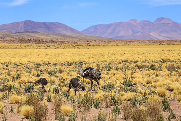 istock Rhea bird in Atacama desert 517155283