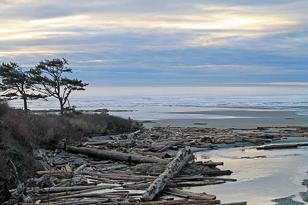 istock Windswept Trees Silhouetted Against a Cloudy Sunset at the Beach 517155338