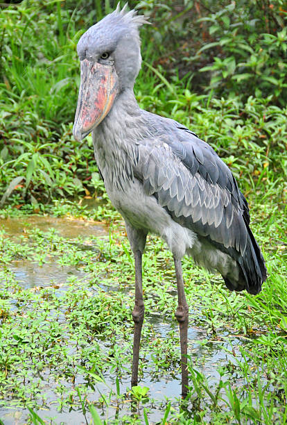 istock Shoebill on the water (Balaeniceps rex) 517155479