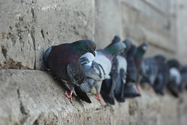 istock Cliffhanger - doves at Yeni Cami II 517155651