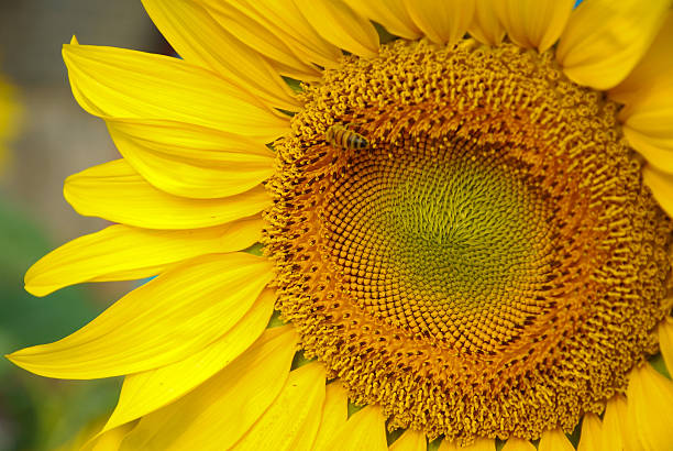 istock Beautiful blooming sunflower in garden 517155862