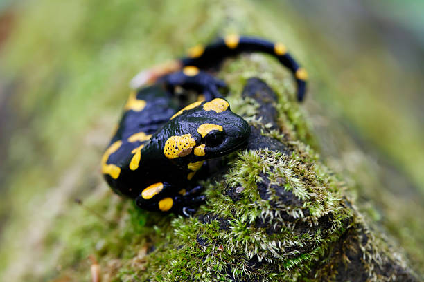 istock Salamander in the Wild 517157096